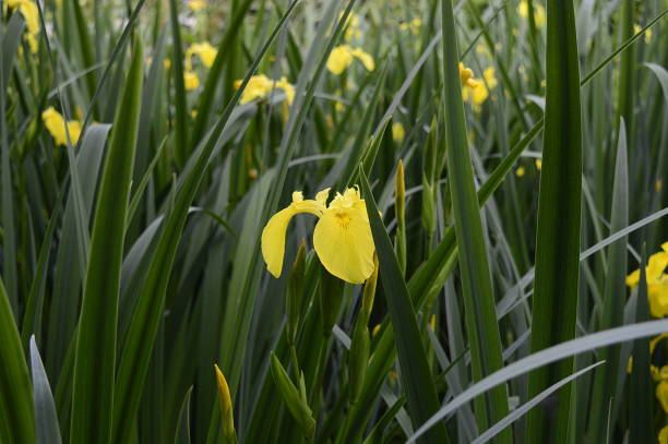 istock Iris pseudacorus with bright yellow flowers 1169083411