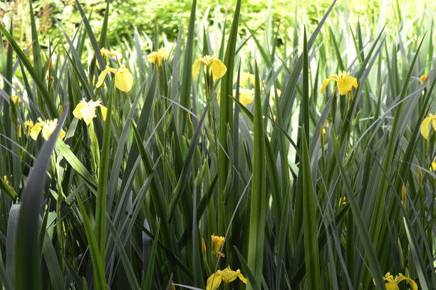 istock Iris pseudacorus with bright yellow flowers 1169083474