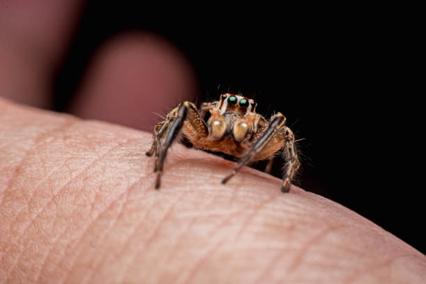 istock Spider on human skin, jumping Spider 1169083582