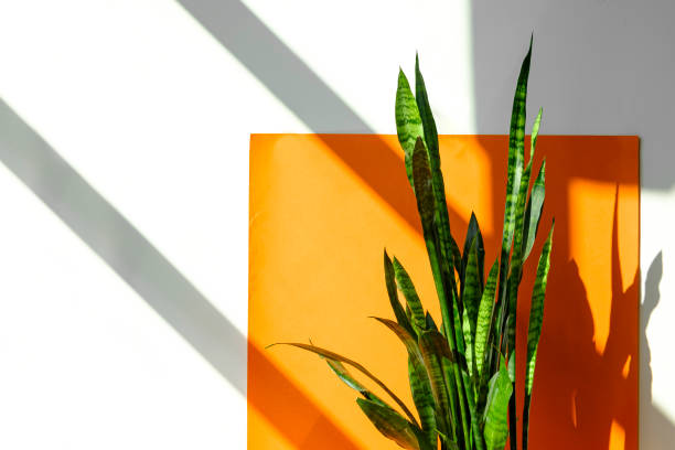Sansevieria plant or Snake plant in pot home and garden concept, Sansevieria trifasciata, Asparagaceae Beautiful leaves of the Sansevieria plant on an orange and white background with shadows from the sun. Green succulent plant. Beautiful combination of colors: green, white, orange. sanseveria trifasciata photos stock pictures, royalty-free photos & images