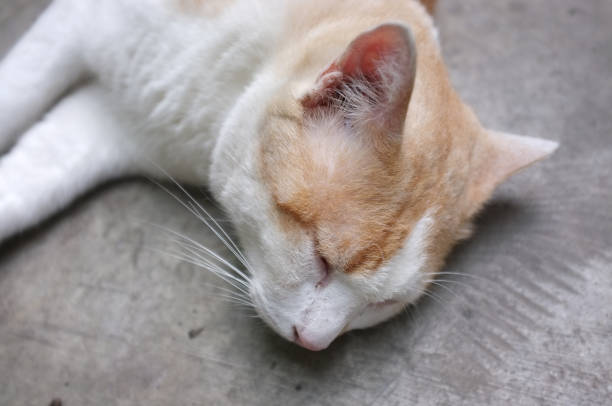 istock Cute Yellow Thai Cat, Relax Cat 1169085090