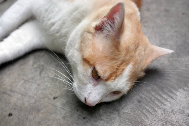 istock Cute Yellow Thai Cat, Relax Cat 1169085093