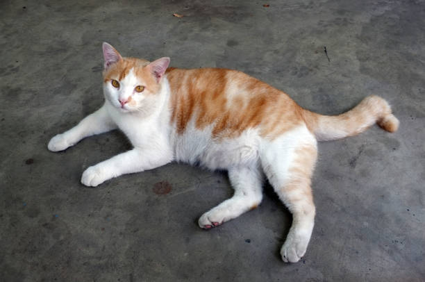 istock Cute Yellow Thai Cat, Relax Cat 1169085123