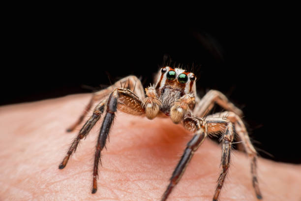 istock Spider on human skin, jumping Spider 1169085177