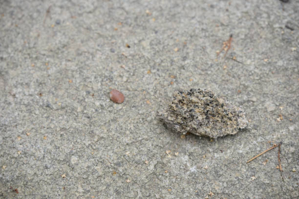 istock piece of rock with black dotson the solid stone 1169085196