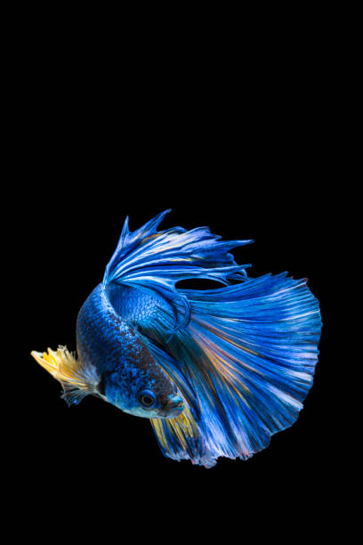 istock Blue and yellow betta fish, siamese fighting fish on black background 1169085316