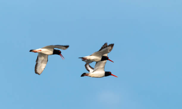 istock Oyster catcher in flight 1169085538