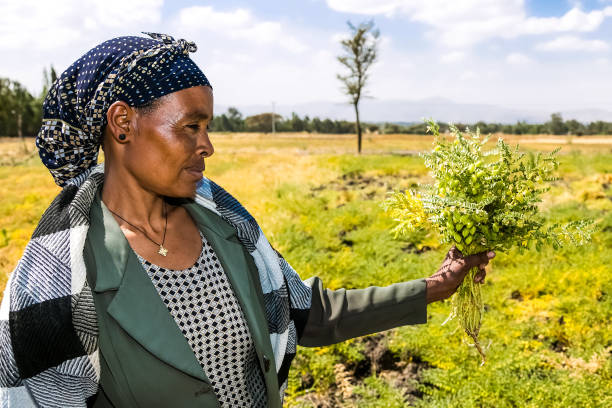 African Female Chickpea farmer harvesting crops in fields outside Addis Ababa city in Ethiopia Addis Ababa, Ethiopia - January 30 2014: African Female Chickpea farmer harvesting crops in fields outside Addis Ababa city in Ethiopia addis ababa ethiopia photos stock pictures, royalty-free photos & images