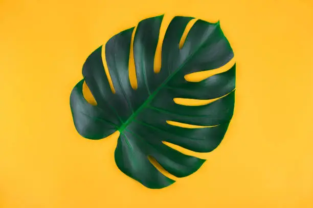Photo of One tropical jungle monstera leaves isolated on orange background.