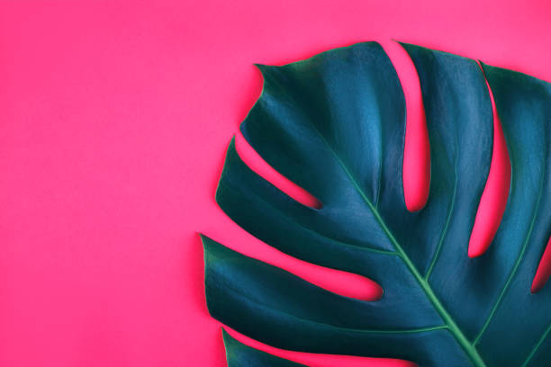 istock One tropical jungle monstera leaf isolated on pink background. 1169086252
