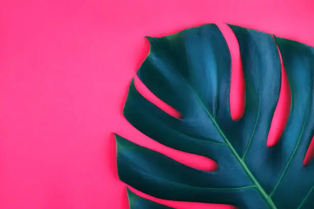 Photo of One tropical jungle monstera leaf isolated on pink background.