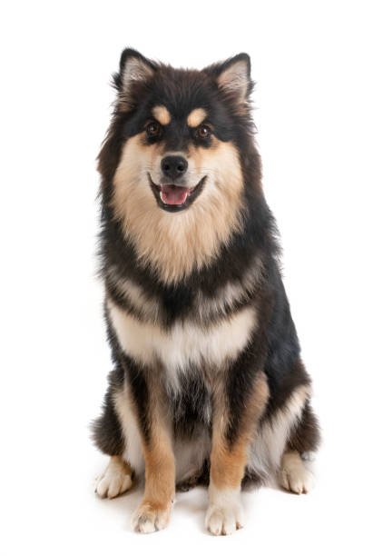 istock Finnish Lapphundv 1169086286