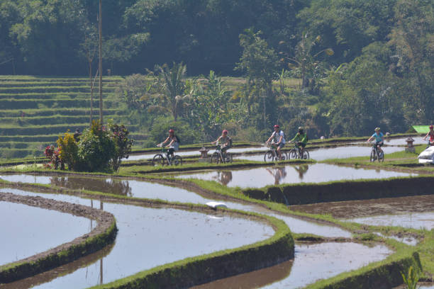 Rice field in Jatiluwih rice terraces in Bali Indonesia Bali, Indonesia - July 28 2019:Biking tour to rice field in Jatiluwih rice terraces in Bali Indonesia.In 2002 environmental group formed to protect Bali's ecosystems while continuing to grow the tourism trade. jatiluwih rice terraces stock pictures, royalty-free photos & images
