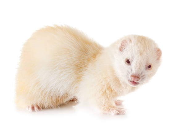 istock albino ferret 1169086617
