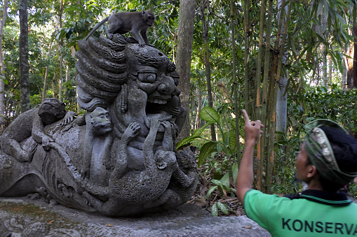 Ubud, Bali, Indonesia - July 25 2019: Balinese security guard man telling off to a naughty long-tailed Crab-eating macaque at Sacred Monkey Forest Sanctuary a very popular tourist attraction in Ubud Bali Indonesia.