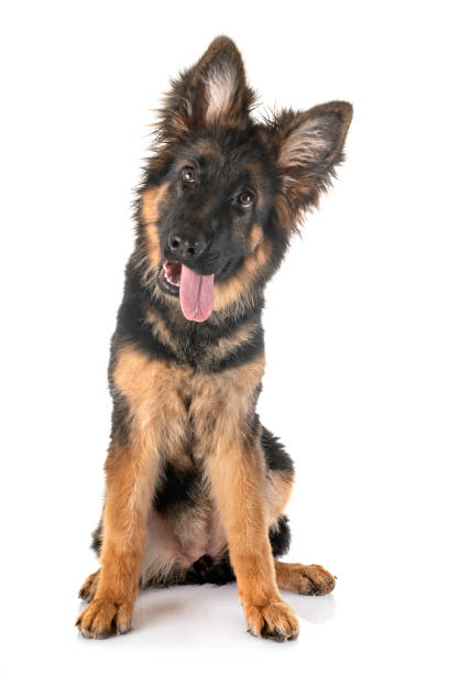 istock puppy german shepherd 1169087296