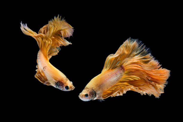 istock Yellow gold betta fish, siamese fighting fish on black background 1169087358