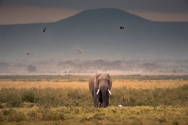 istock African Elephant in Amboseli National Park ,Kenya. 1169088734