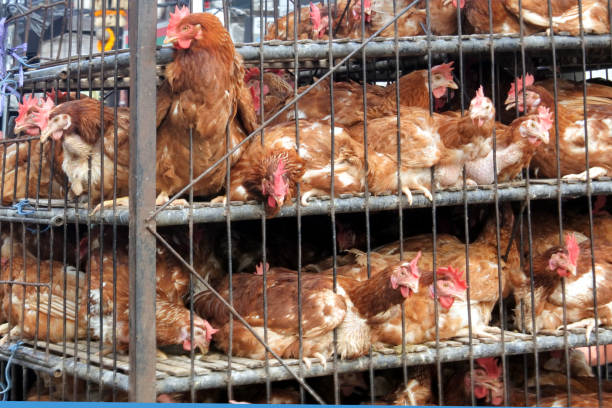 istock Chickens Transport in Cramped Cage 1169088898