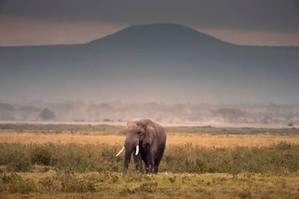 istock African Elephant in Amboseli National Park ,Kenya. 1169088943