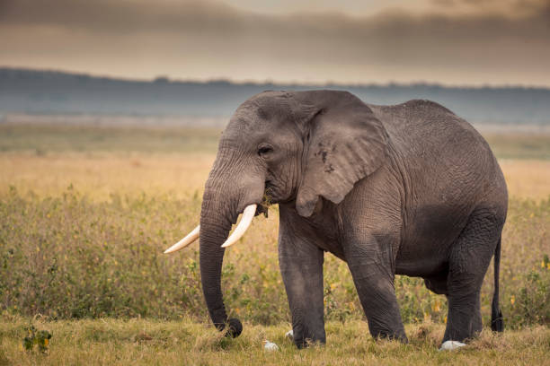 istock African Elephant in Amboseli National Park ,Kenya. 1169088961