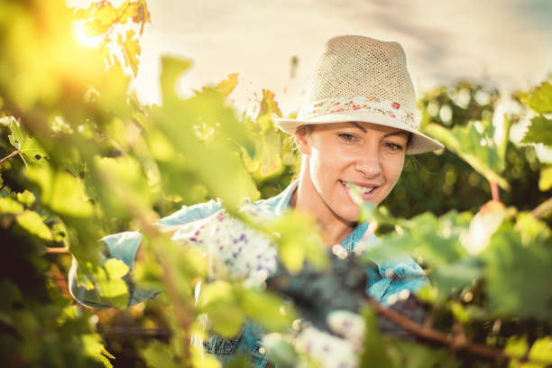 istock Woman harvesting the grapes 1169088976