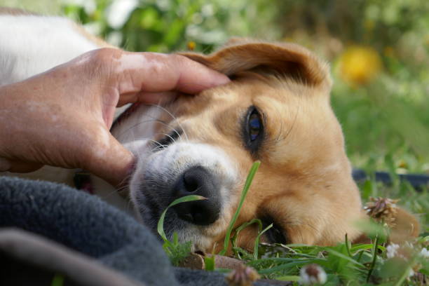 istock Brown and white dog 1169089931