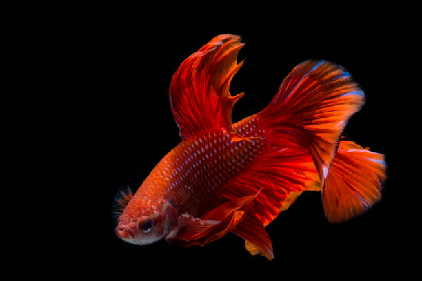 istock Red betta fish, siamese fighting fish on black background 1169090089