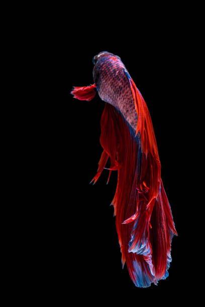 istock Red and blue betta fish, siamese fighting fish on black background 1169090169
