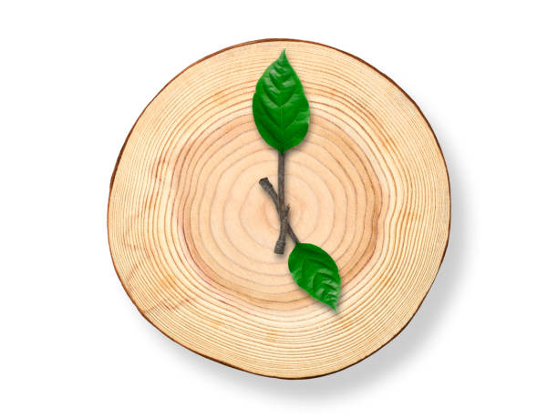 Wooden cross section clock with twig clock hand, isolated on white with clipping path.