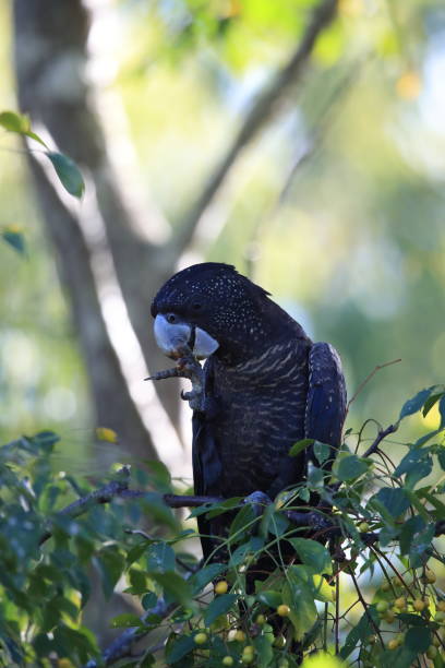 istock red-tailed black cockatoo (Calyptorhynchus banksii) Queensland ,Australia 1169094672
