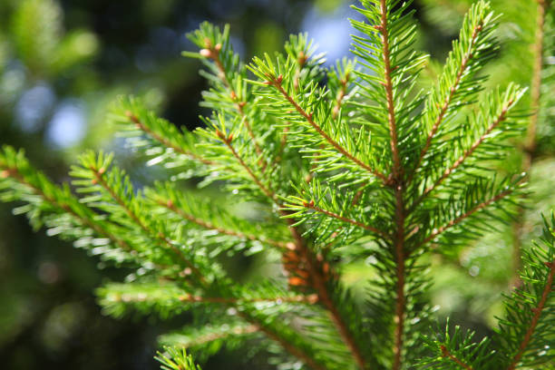istock Natural sprig of spruce 1169094834