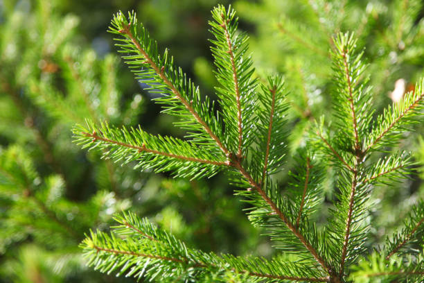 istock Natural sprig of spruce 1169094838