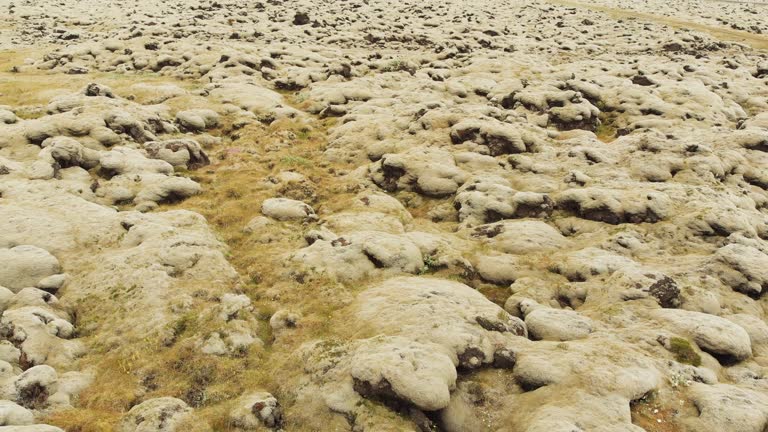 Volcanic Land Surface (Lava Fields) Covered Nordic Plants in Iceland