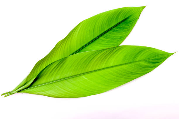 istock Green galangal leaves isolated on white background. 1169095181