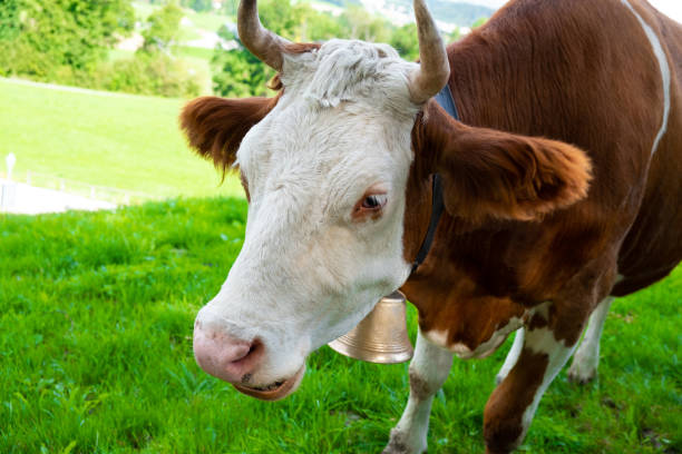 istock Red Friesian cow 1169096277