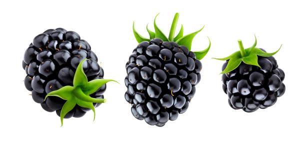 istock Blackberry isolated on white background with clipping path 1169096353