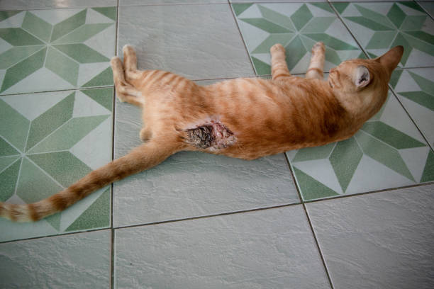 una gran herida en la parte posterior de un gato. - cat fight fotografías e imágenes de stock