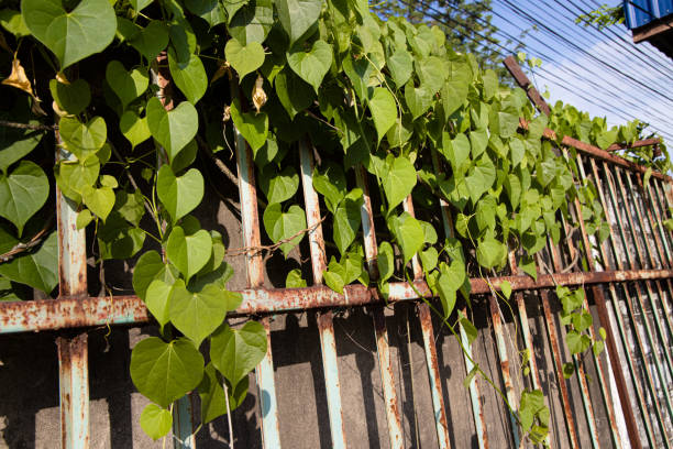 Green Leaves of the Javanese Treebine (Grape Ivy) that Climbing plants on the wall with the gate are steel and have background is  blue sky on day.