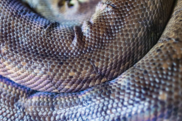 istock Details of Macklot Python's scales 1169097938
