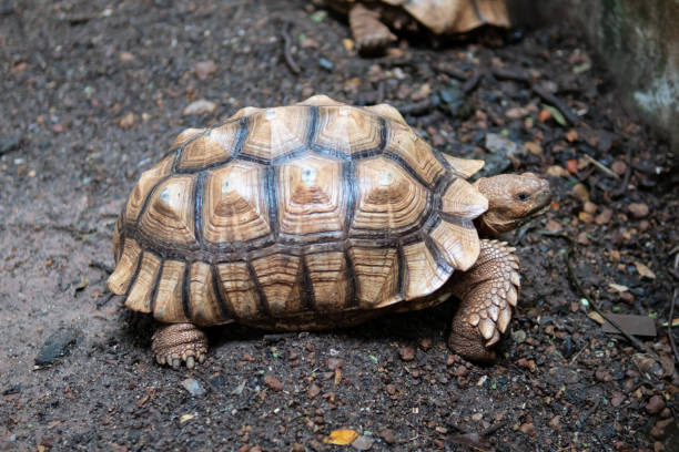 istock Sulcata Tortoise walking on the ground 1169097995