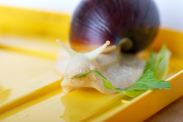 istock Achatina snail eats a lettuce leaf. Giant African snail. White snail with dark shell on yellow background. Close-up. 1169098053