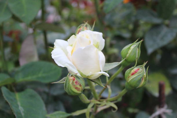 istock beautiful white rose in the garden 1169098058