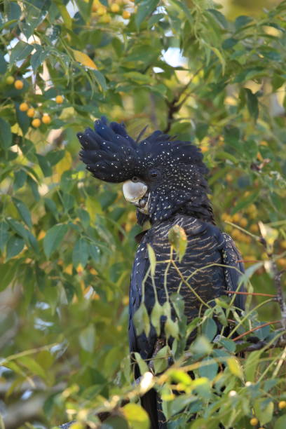 istock red-tailed black cockatoo (Calyptorhynchus banksii) Queensland ,Australia 1169099246