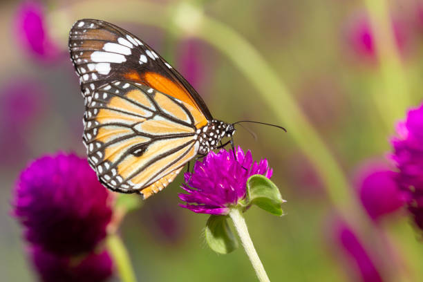 istock The Common Tiger butterfly 1169099388