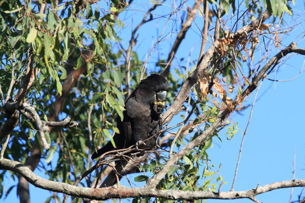 istock red-tailed black cockatoo (Calyptorhynchus banksii) Queensland ,Australia 1169100215