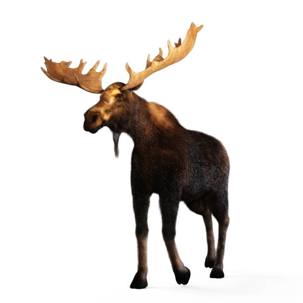 digital 3d-illustration av en älg - moose bildbanksfoton och bilder