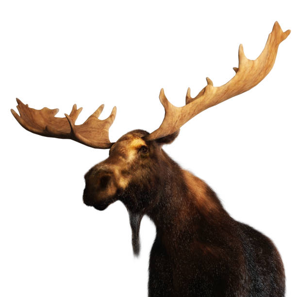 istock Digital 3D Illustration of a Moose 1169100294