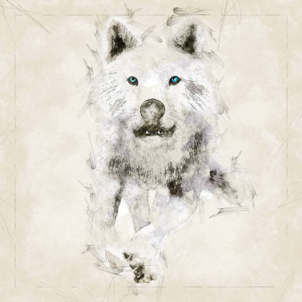 Digital artistic Sketch, based on a self-created 3D Illustration of a Wolf, Model-Release or Property Release not required.