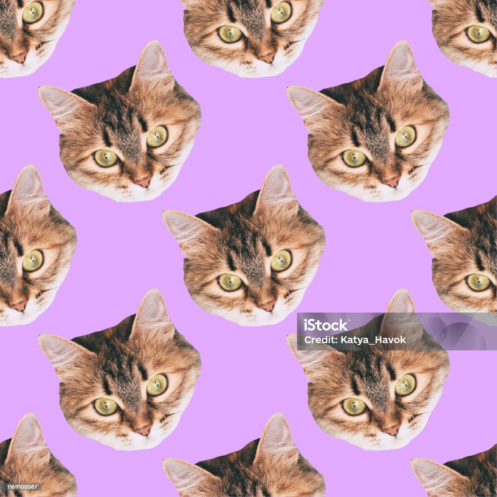 nahtlose Katze Kopf Muster auf lila Hintergrund - Lizenzfrei Hauskatze Stock-Foto